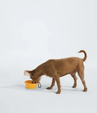 Gamelle pliable TNF™ pour animaux